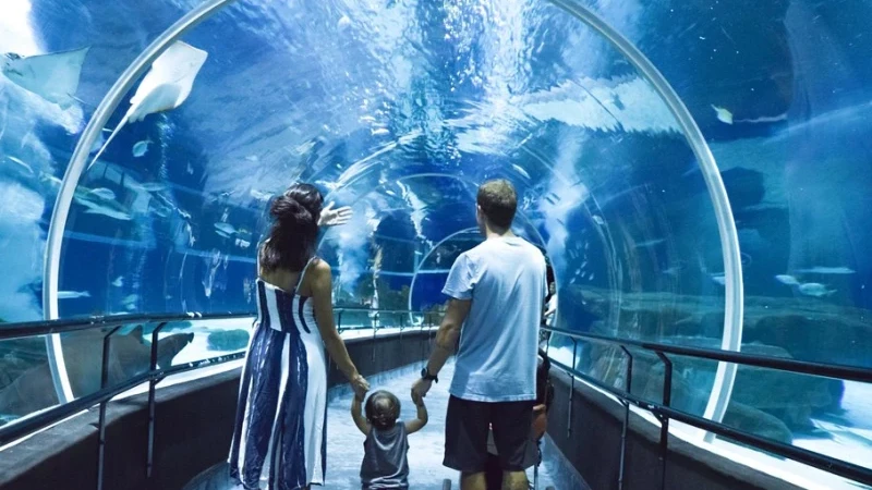 Show das águas-vivas